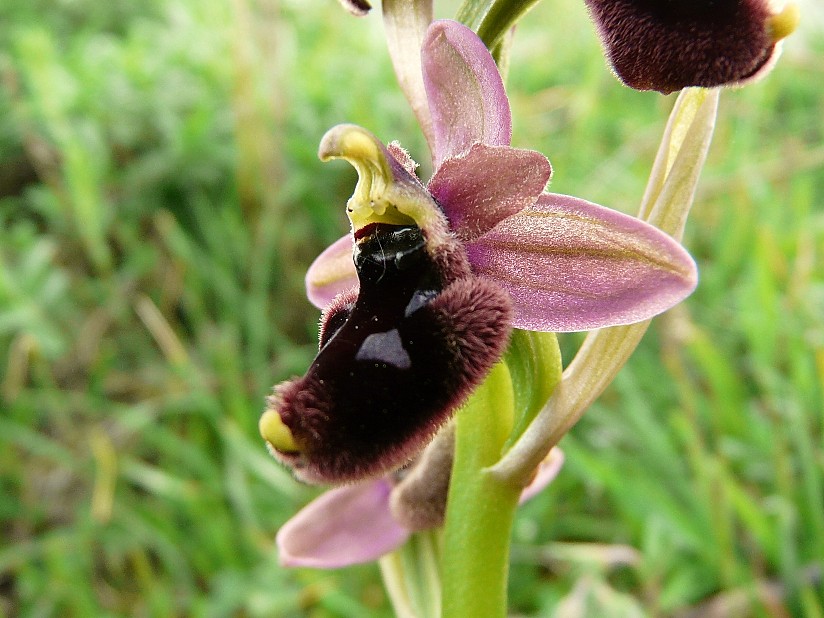Ibrido: O. promontorii x O. tenthredinifera ???